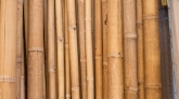 BAMBÚ